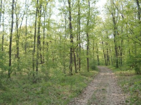 România taie trei hectare de pădure pe oră